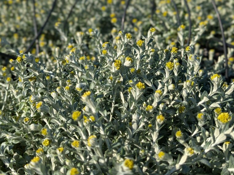 helichrysum-cymosum