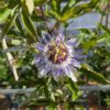 Fleur de Passiflora colvillii sur fond de feuilles
