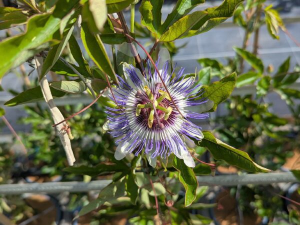 Fleur de Passiflora colvillii sur fond de feuilles