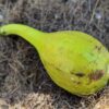 Fruit du Ficus carica espagnol Morena Blanca, à longue cou