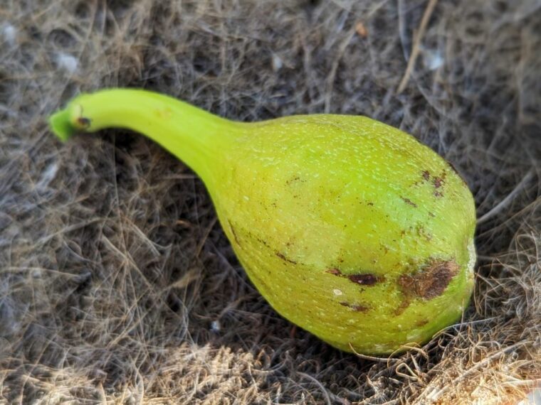 ficus-carica-morena-blanca-