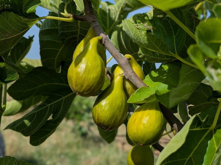 ficus-carica-nazareth-