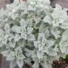 Feuillage gris duveteux de Tanacetum argenteum Beth Chatto