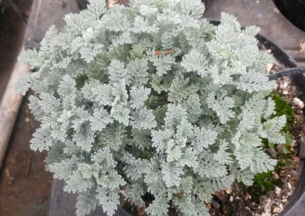 Feuillage gris duveteux de Tanacetum argenteum Beth Chatto