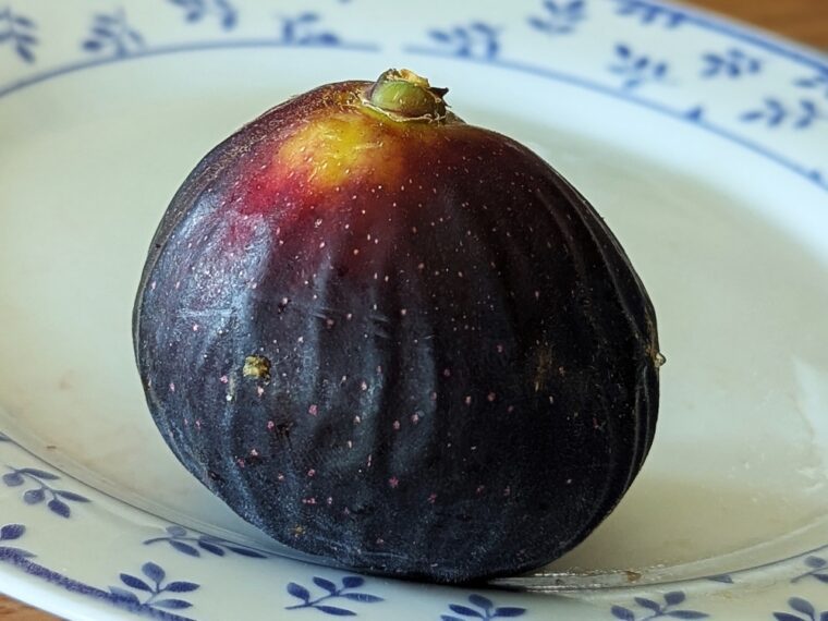 ficus-carica-khelima-