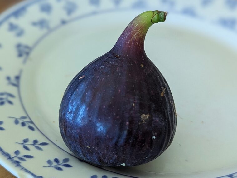ficus-carica-xinjiang-purple-