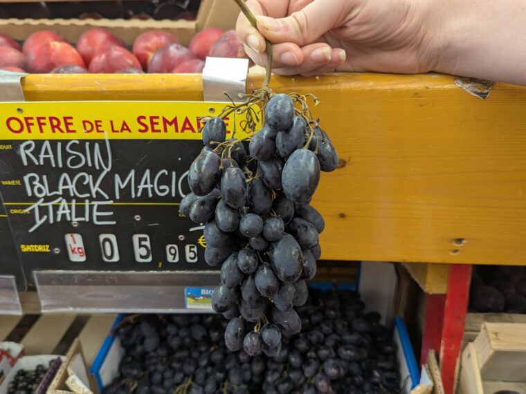 vitis-black-magic-