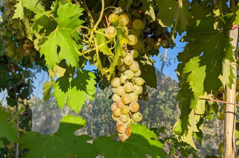 vigne-terez