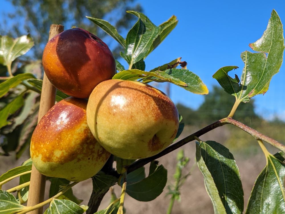 Ziziphus jujuba Li , Jujubier gros fruit Li
