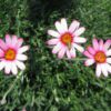 fleurs rose du Marguerite marocaine Marrakech
