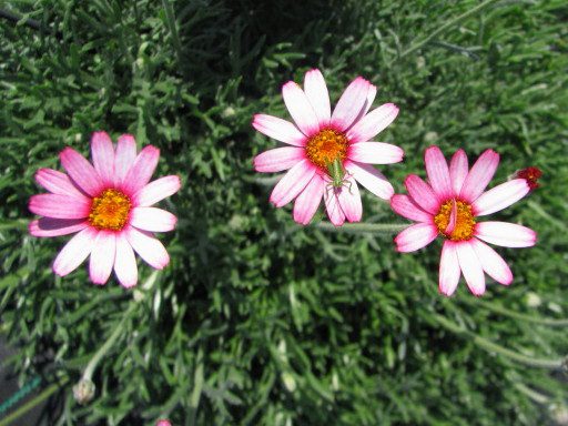 rhodanthemum-marrakech