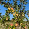 pommier chantecler, chargé de fruits