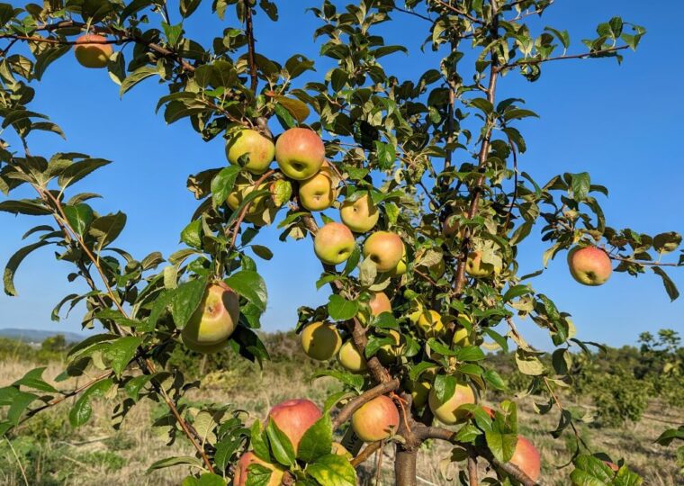 pomme-chantecler